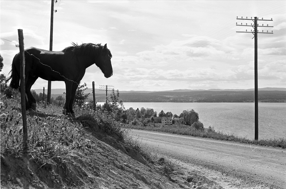 Serie. Hest med utsikt over enten Bergsjøen eller Gåserud i Østre Modum i Buskerud. Fotografert juni 1962.