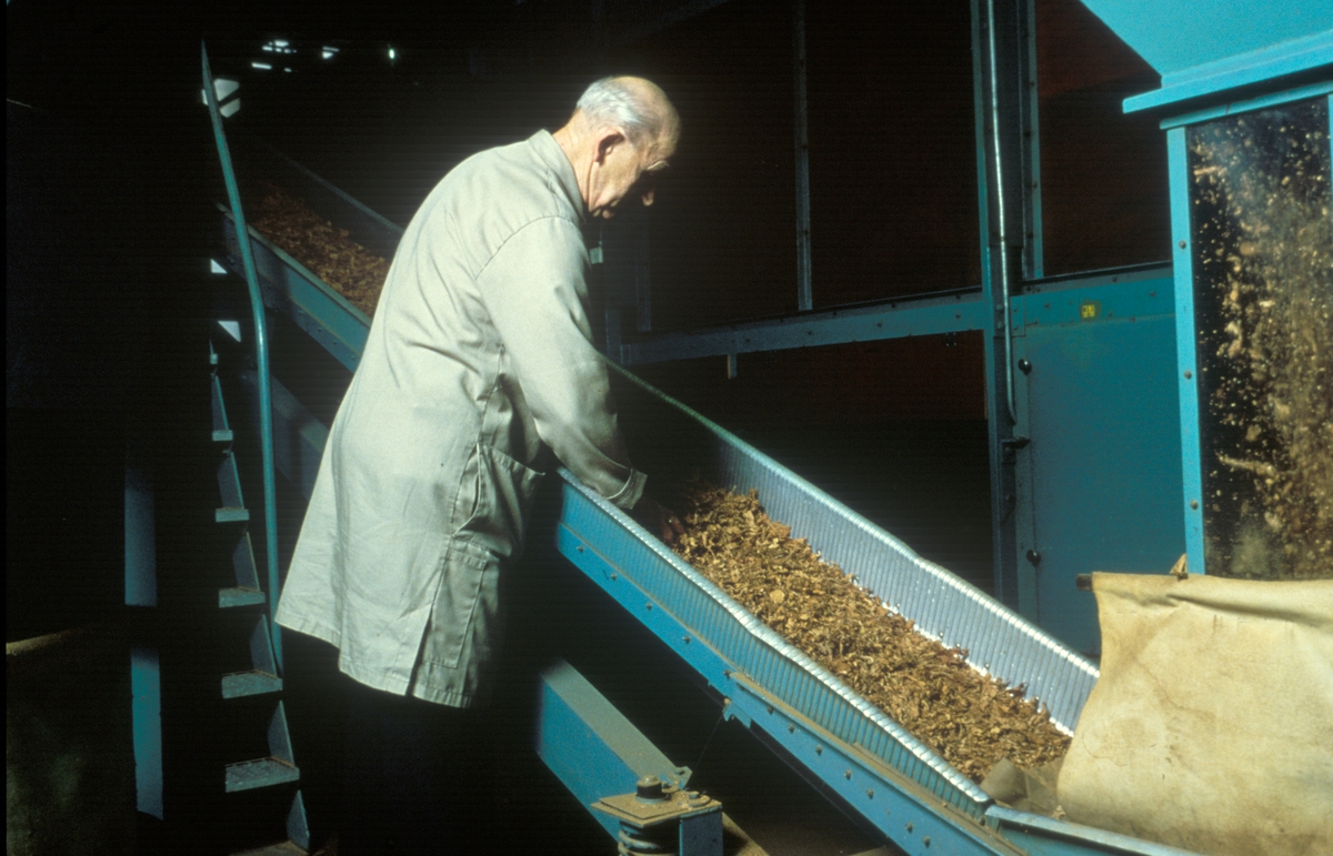 Fabrikkinteriør. Lagerboks. Produksjon av sigaretter hos Tiedemanns Tobaksfabrikk på Hovin.