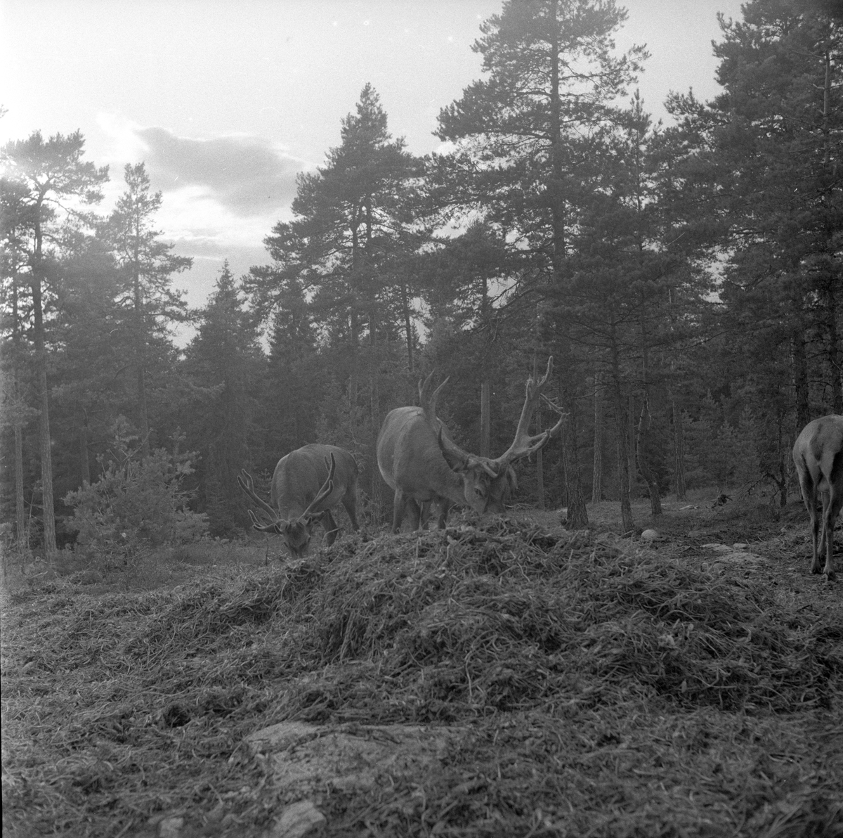 Hjort hos Arnt Holm, Elingård, Gressvik, Onsøy, Fredrikstad
Fotografert 1956.