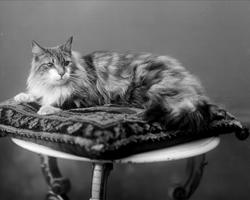 Portrett, katt på pute.