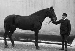 Portrett, mann med ridehest.