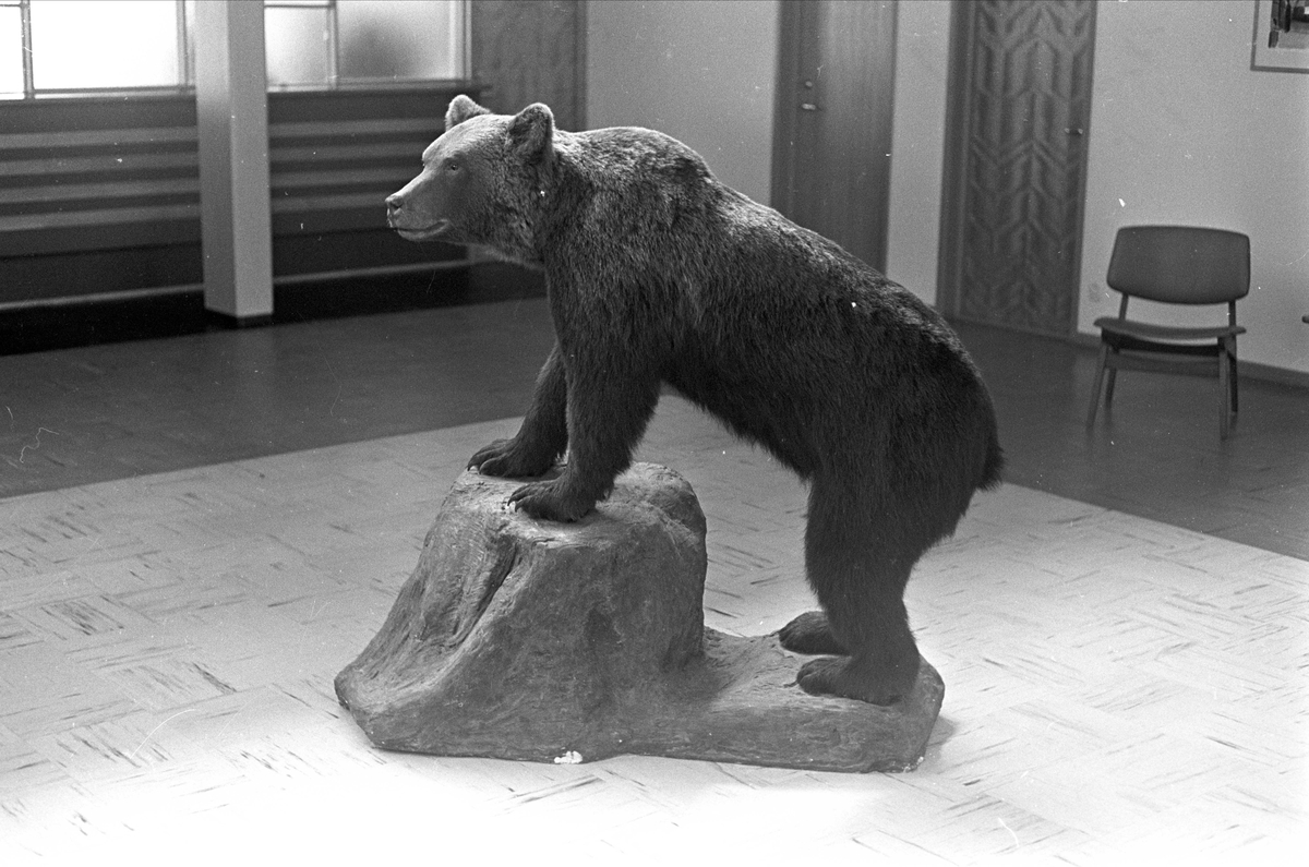 Trysil 1961. Utstoppet bjørn i en sal.