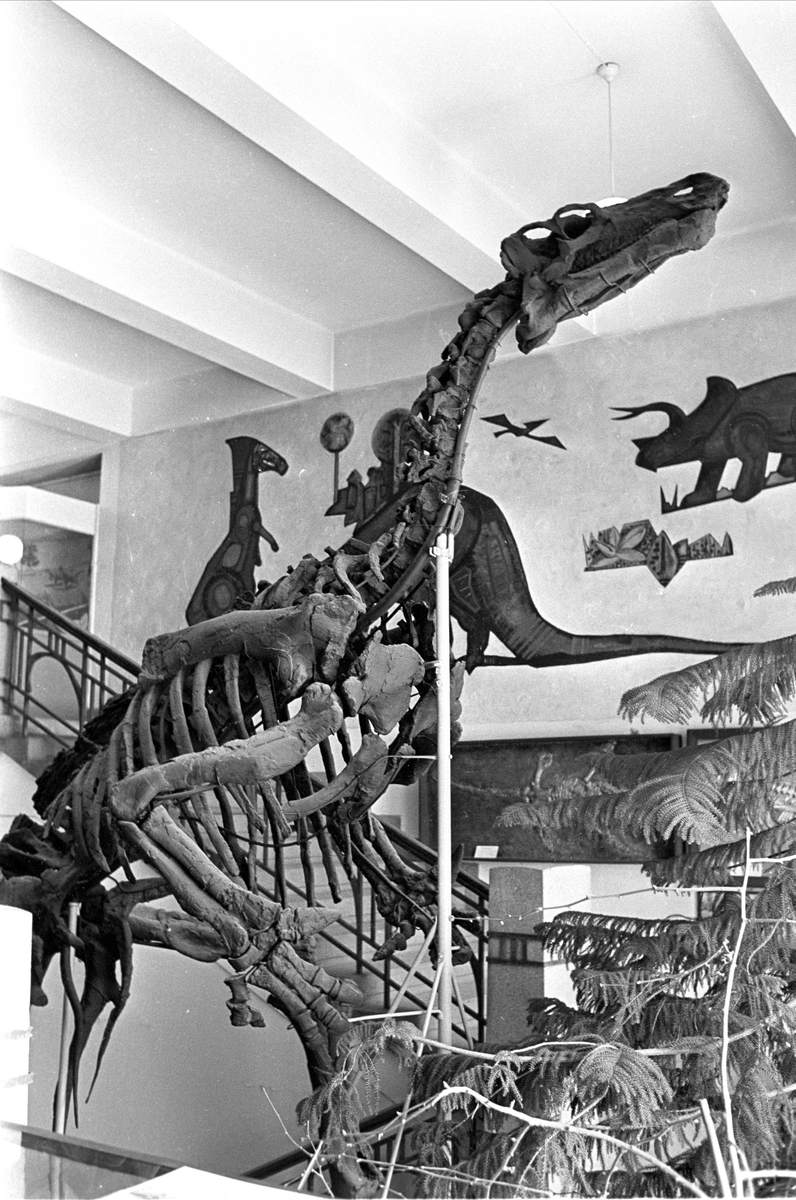 Fra Tøyen, Oslo juni 1968. Skjelett av dinosaurus på utstilling.