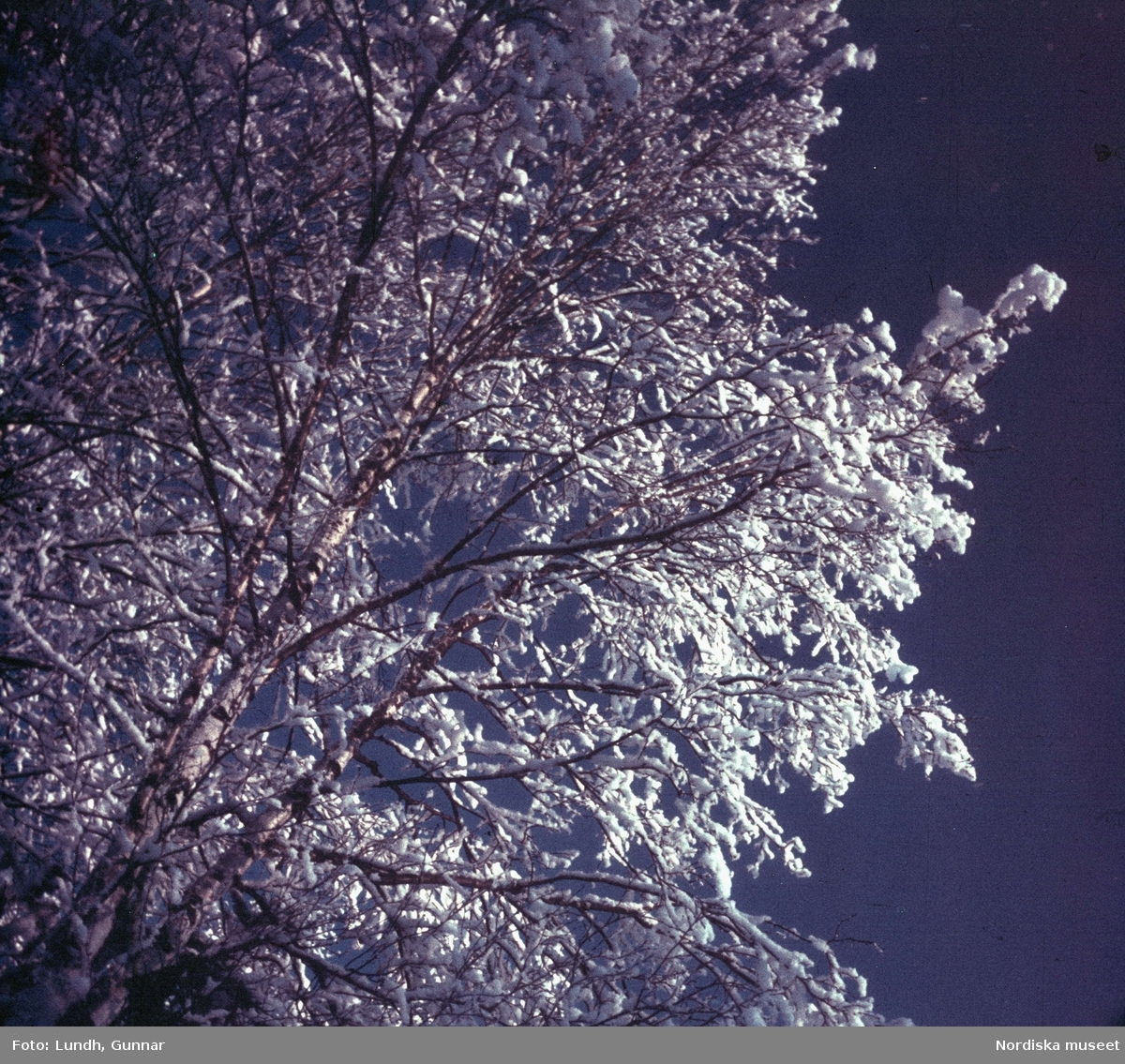 Dalarna. Tällberg på vintern med träd mot himlen.