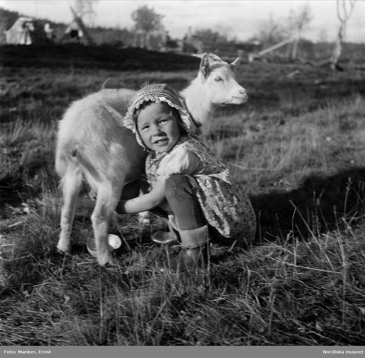 Elin Ragnhild Prost, 4 år, mjölkar en killing. Flickan är dotter till Britta och Lars Prost. Vittangi skogssameby, Torne lmpk, Karesuando sn, Vikkusjärvi.