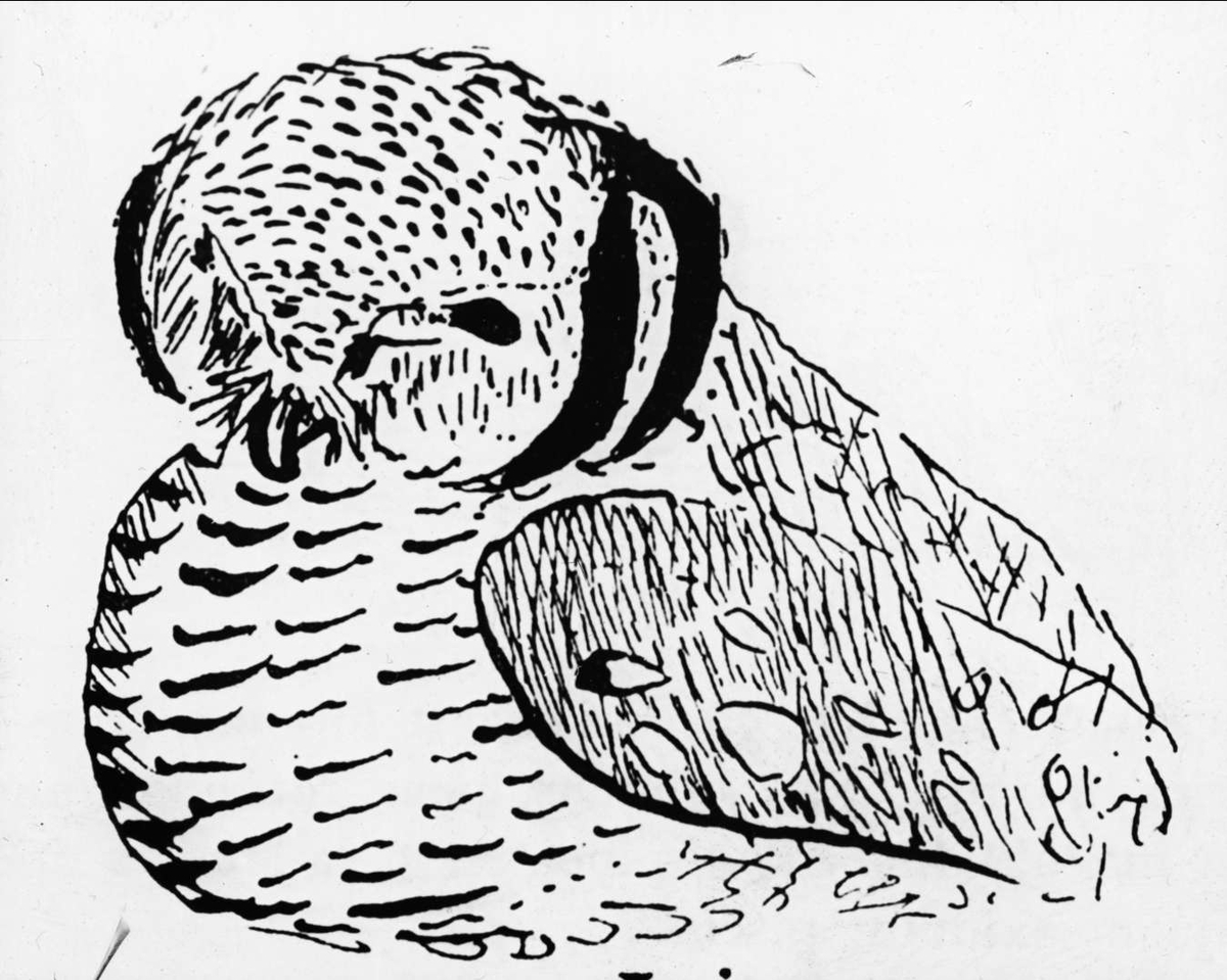 Linnés teckning av en hökuggla