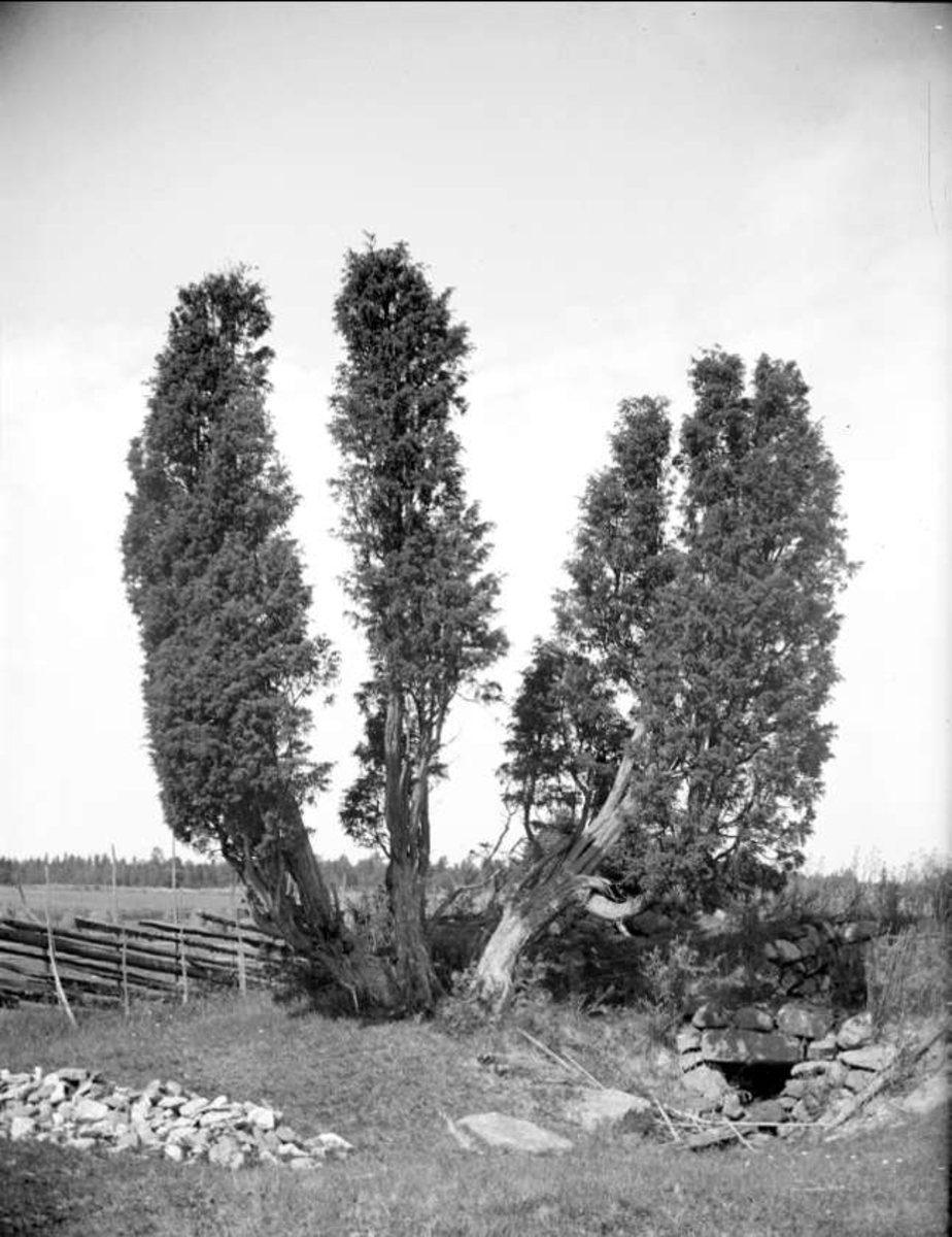 Enar i Börstils socken, Uppland, juli 1915