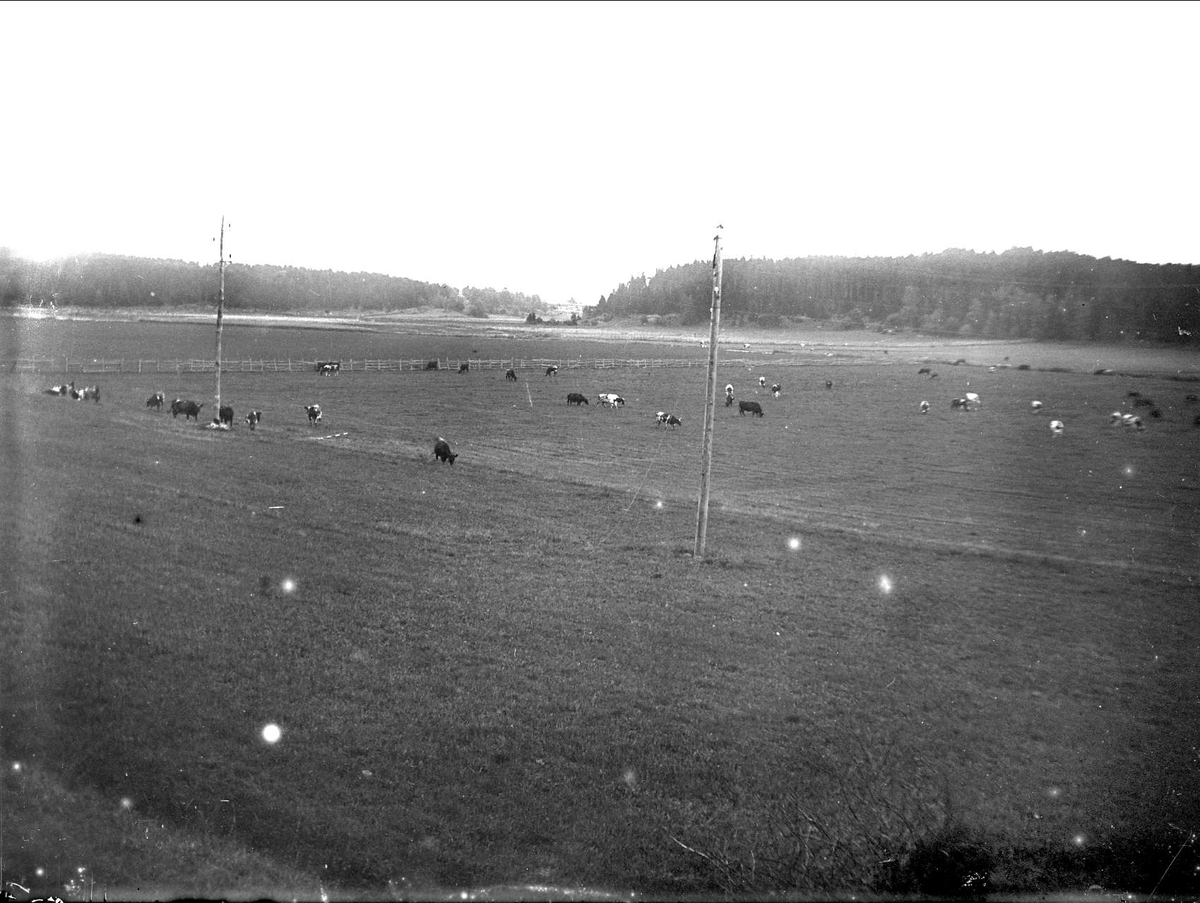 Betesmarker med kor i Steninge, Husby-Ärlinghundra socken, Uppland september 1924