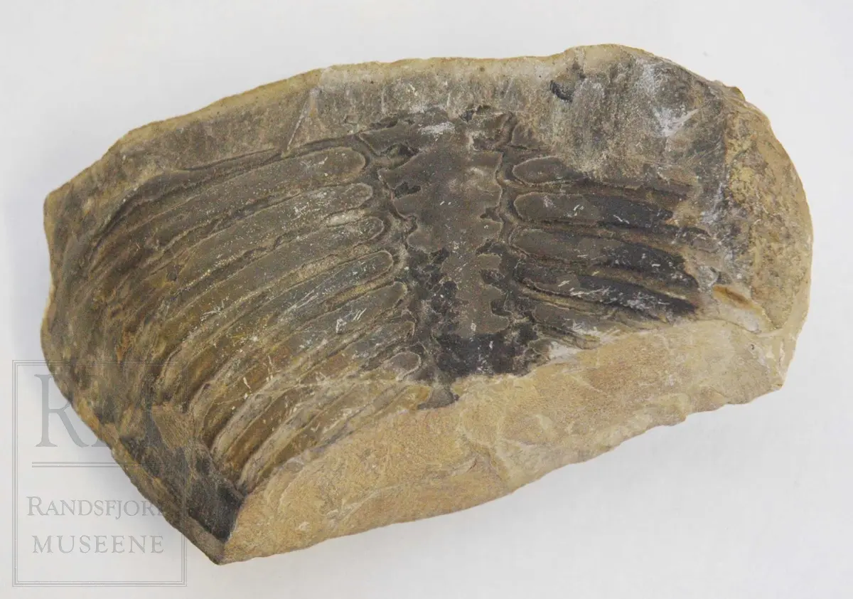 Fossilen er sannsynligvis en trilobitt. Langsgående striper i kanten på a) kan tyde på at at det er en stripestjert.