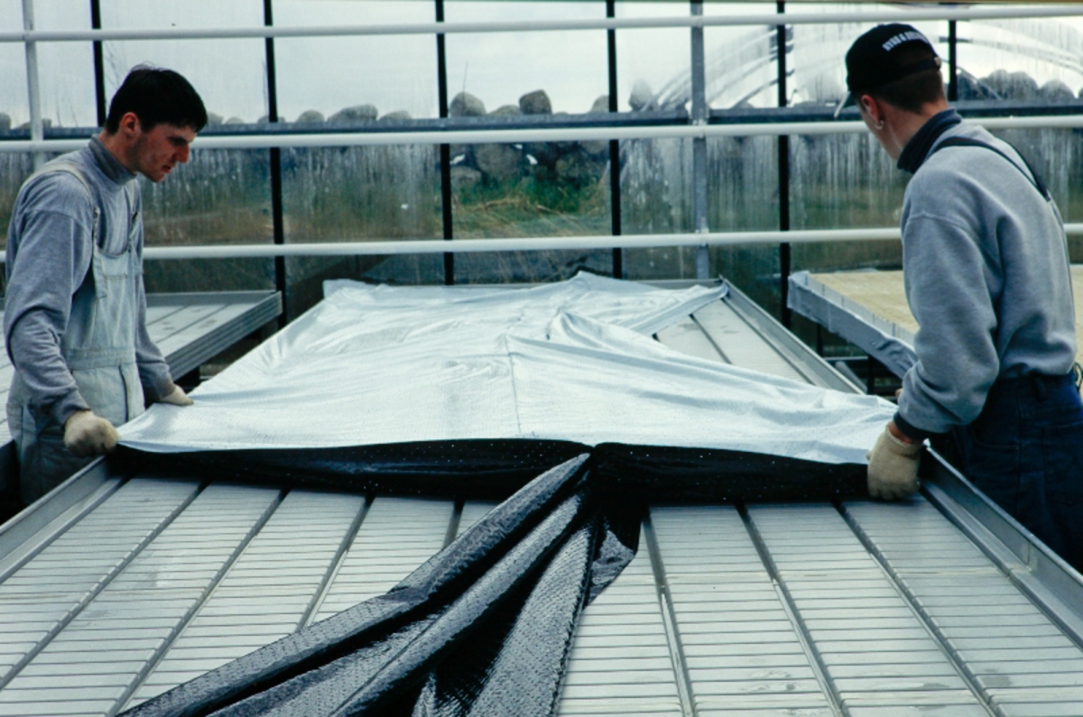 To mann legg plastduk på bord i oppalshus 
Agurk produksjon i veksthus.