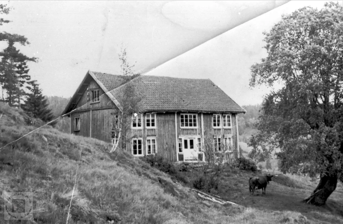 Haugland i Bjelland.