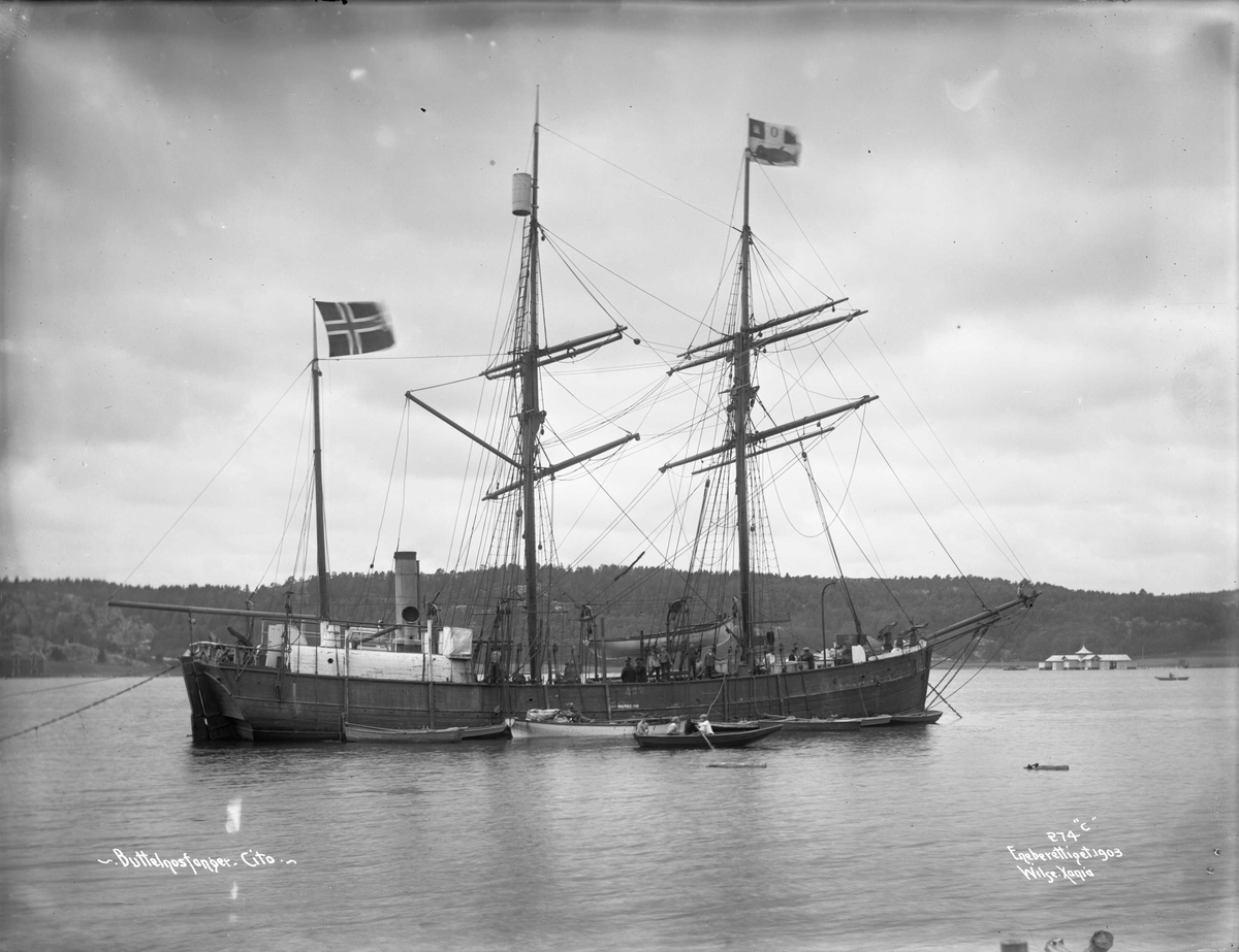 Cito (b. 1873, Stavanger), bottlenosefanger, Sandefjord