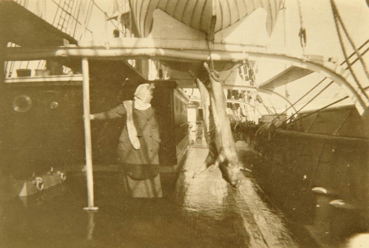 Svineslakting ombord stålbarken Clyde (b.1894)