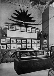 Parti av hvalfangstens utstilling. - Jubileumsutstillingen p