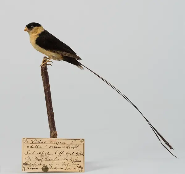 Vimpelstjärtad änka - Bohusläns museum / DigitaltMuseum