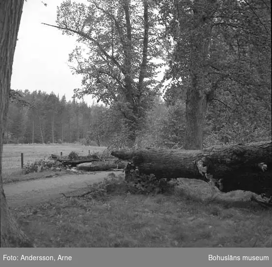 Stormfällt träd efter orkanens framfart.