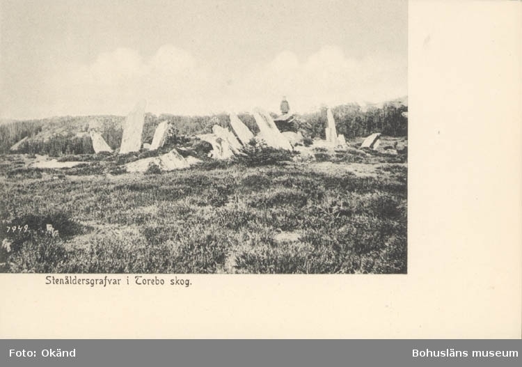 Tryckt text på kortet: "Stenåldersgrafvar i Torebo skog."