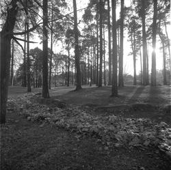 Arkeologi, gravhaug, park,