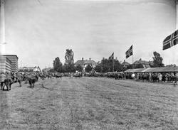 utstilling, Østfoldutstillingen, fesjå, kyr, publikum,Østfo