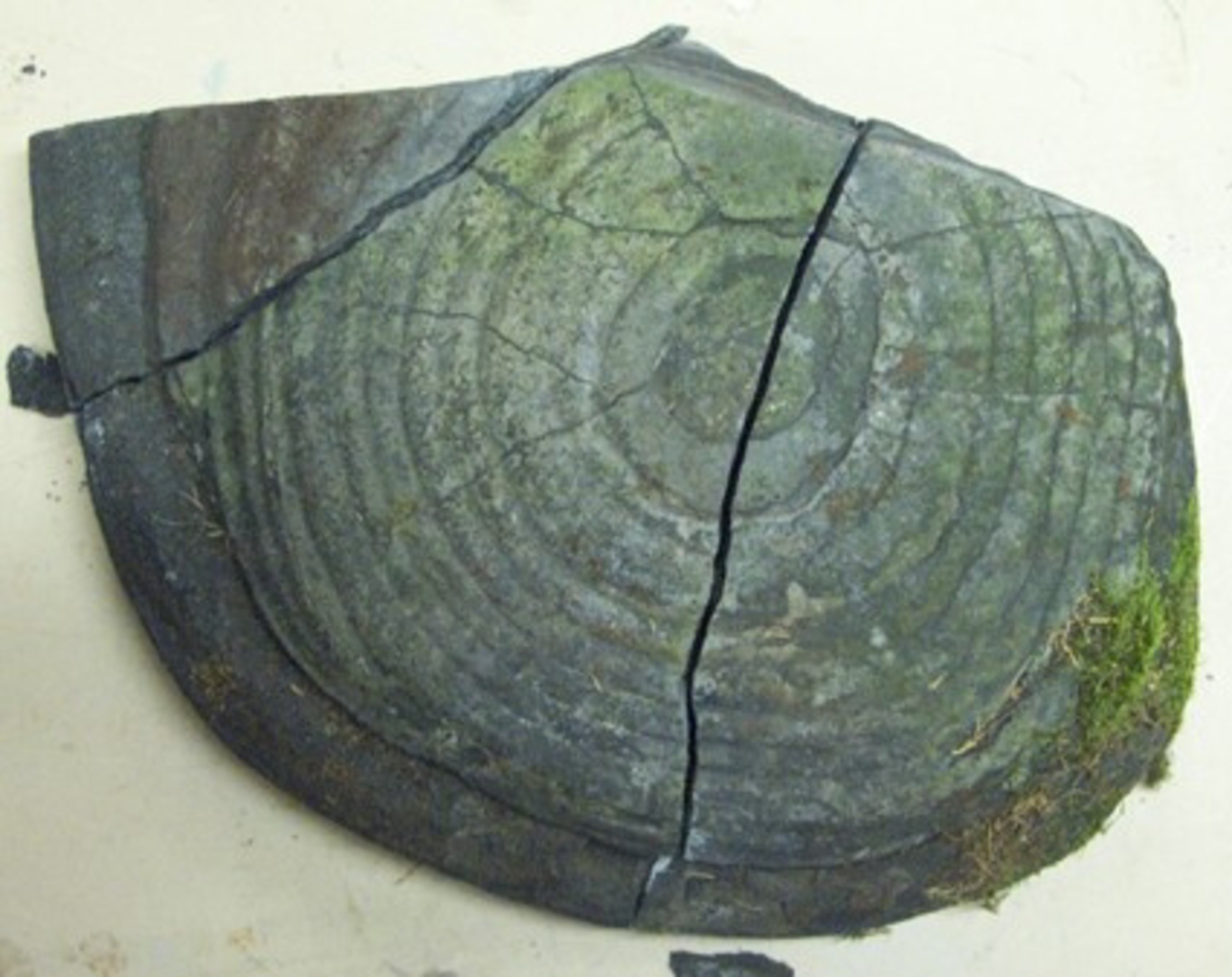 Fossil i form av en algkudde och på dess andra sida en kristalliserad orsten.

Fossilet hittades på 1970-80-talet i ett kalkbrott på Hunneberg. Man sprängde i kalkbrottet och kalken fraktades därefter till Örebro där den bearbetades. Efter en sådan sprängning på Hunneberg kom givaren Gunnar Wallertin dit för att titta och hittade då fossilen som han tog med sig hem. Där har den legat som trädgårdsprydnad sedan dess, under en cypress.

För fem generationer sedan kom en Arnt till Sverige från tyskland. Han var först gästgivare i Järn, men flyttade till Vänersnäs. Gården har sedan vandrat i släkten i fem generationer, där nu Wallertin är den siste. Namnet Wallertin tog han i slutet av 30-talet, efter sin far som hette Carl Wallentin Karlsson, men han fick byta ut ett ''r'' mot ett ''n'' för att det skulle accepteras. Namnbytet hade kostat 40 rikstaler. Brodern bytte så småningom  också namn för sin firmas skull som då fick heta ''Wallertins husvagnar''.
