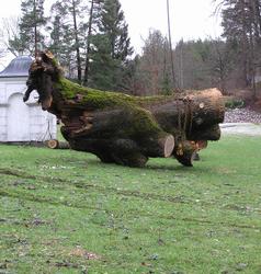 Eika blir flyttet til sitt siste hvilested. Deler av eika bl