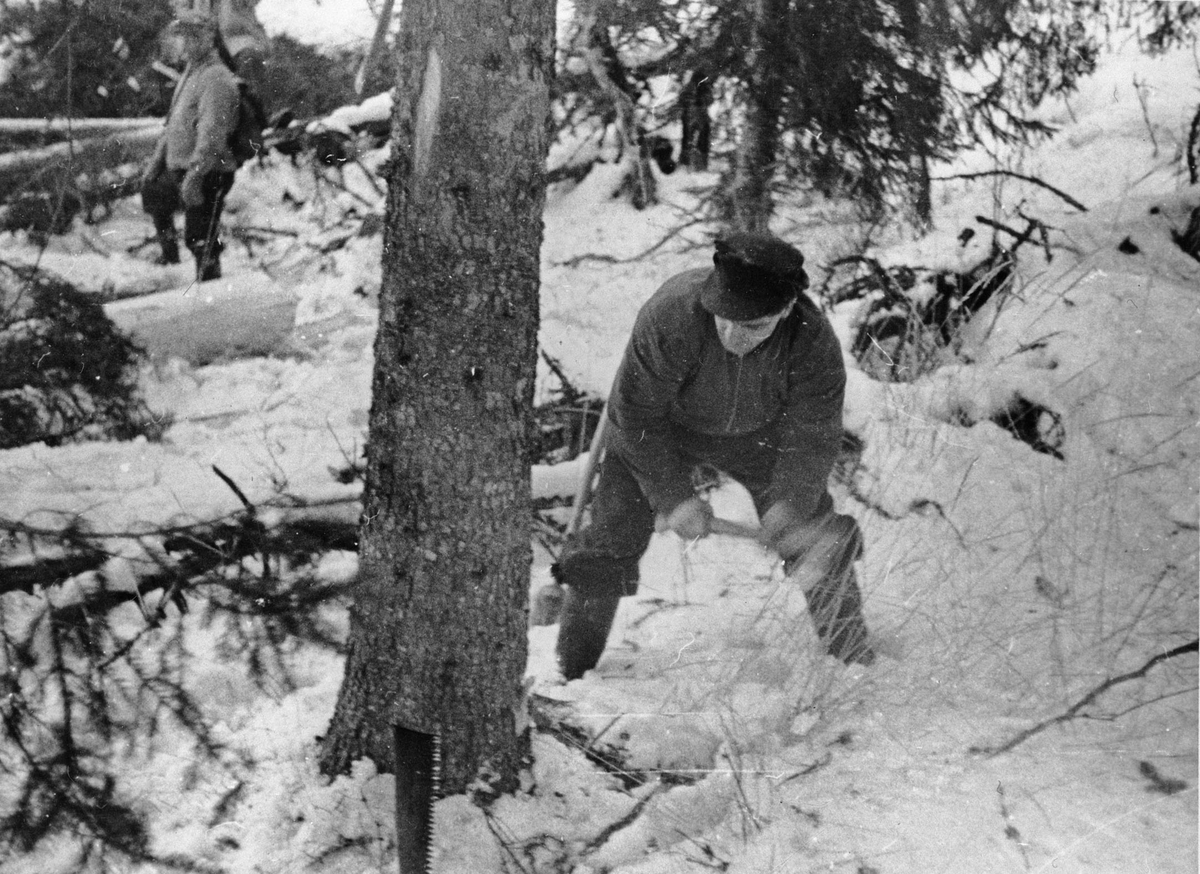 Skogsdrift i Losby, Olaf Åmodt er iferd med å kappe et tre med øks. Harald Johansen bak til venstre.