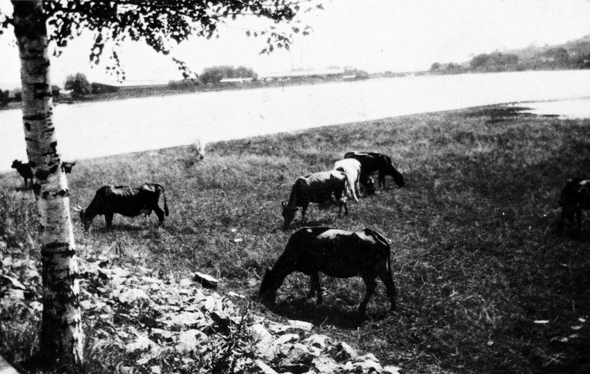 Nitelva Lillestrøm 1910. Sommer. Kyr på beite på Strømmensiden av elva. I bakgrunnen sagbrukene i Lillestrøm