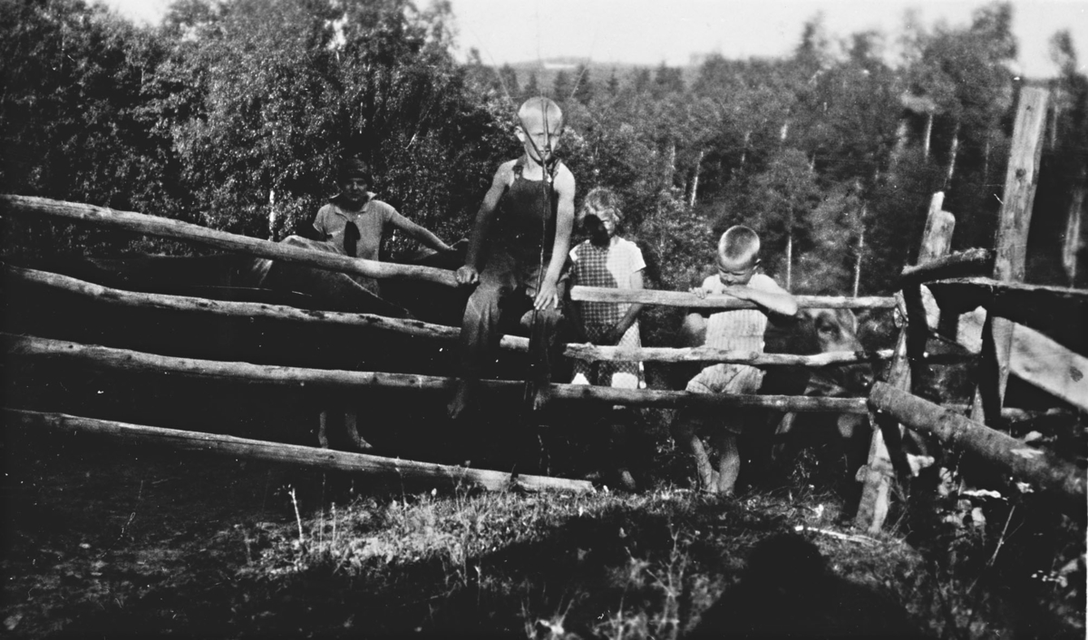 R. Olstads søsken jaget dyrene ned i Sørenga.