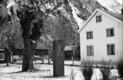 "Bjørnsonalmen", Eikesdalen. .Treet døde og ble saget ned i 