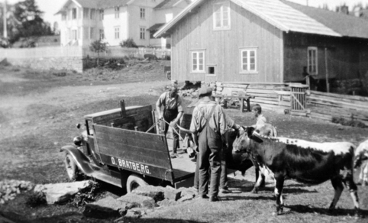 O. Bratberg, Dyretransport, transport av kyr. Ottar Bratberg (1902-1987) gjør klar kuer for lastebiltransport, Nes, Hedmark. De to andre er ukjente.