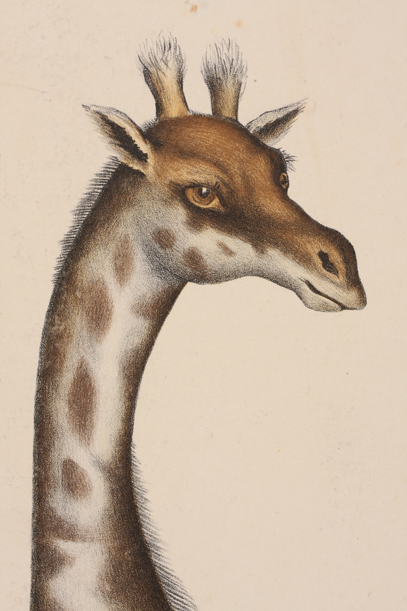 Giraff og gemse og kranier