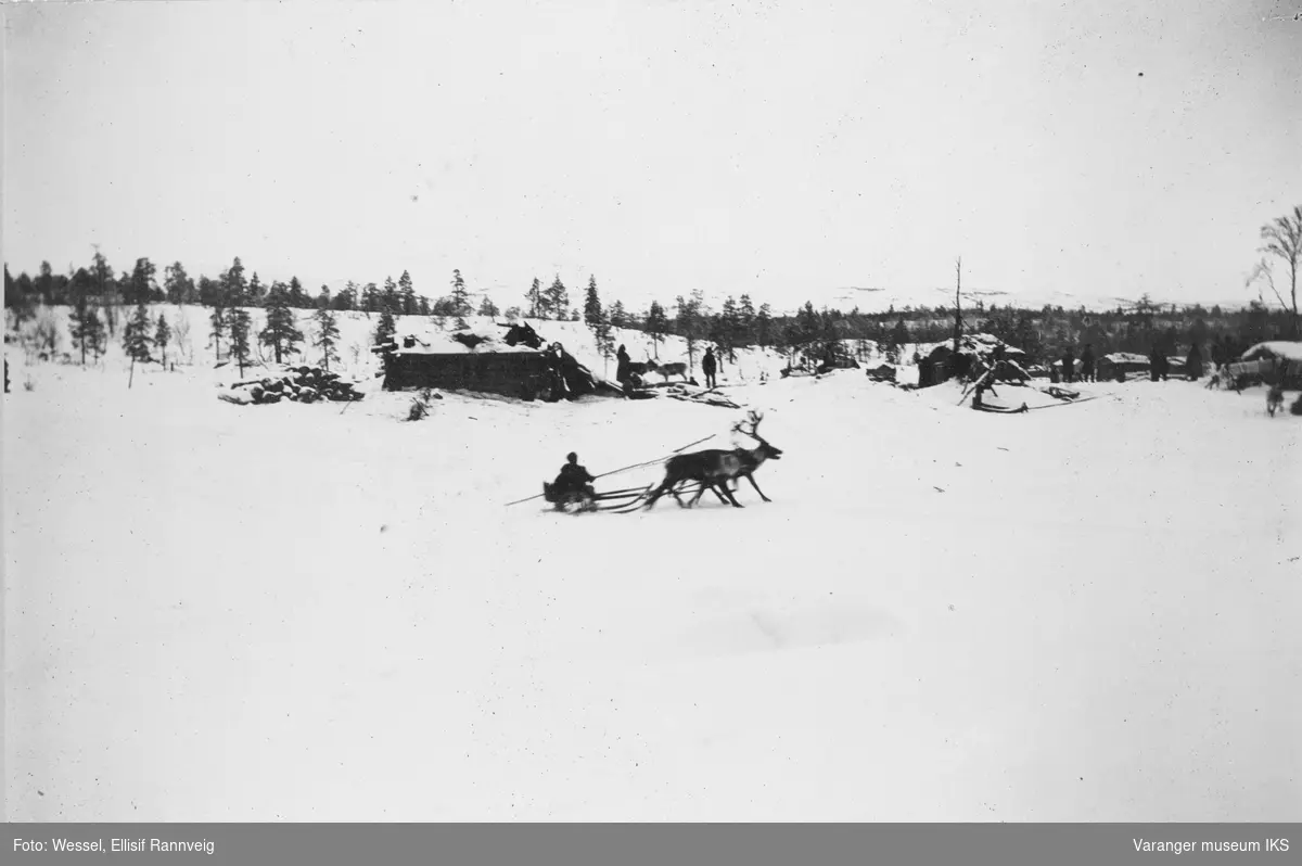 Reinkjøring ved Øvre skolteby, Salmijärvi.