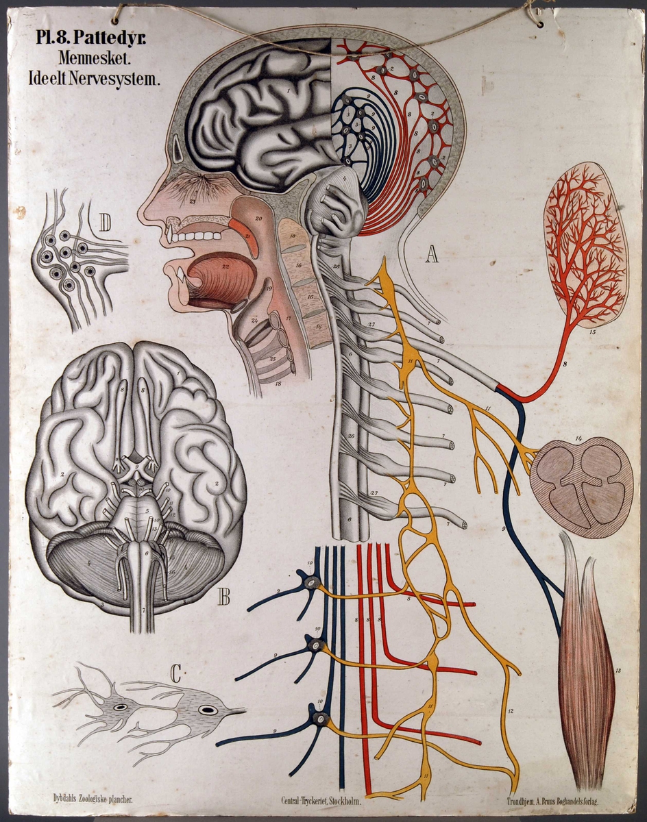 Menneskets nervesystem.