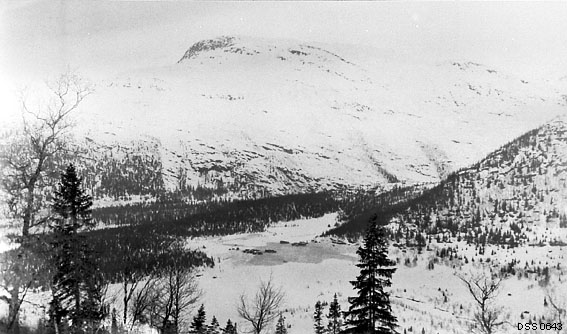 Landskapsbilde fra Mo statsskoger på Helgeland (Nordland fylke).  Fotografiet er tatt vinteren 1905 fra en bakkekam ned mot et underliggende dalføre og et fjellmassiv på motsatt side av dalen.  I lia nederst i det nevnte fjellet ser vi et par striper med småskog, mens den øvrige skogen åpenbart var revet vekk av snøras.  Rasets virkninger for skogvegetasjonen kom antakelig ekstra godt fram når marka var dekt av et kvitt snølag.  I dette landskapet var det ellers bare på noen moer i nærheten av dalbotnen at det sto barskog i noenlunde tette bestand.