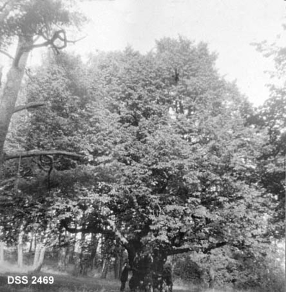 Stor lind på engeslette ved Karljohansvern (orlogsverftet i Horten).  Lauvskog i bakgrunnen.  En mann står ved den grove lindestammen. 
