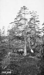 "Fra Berg kapellangårdsskog. Typisk furu fra bergrabbe ved S