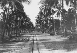 Mosambik 1914. Smalsporet jernbanelinje på en palmeplantasje