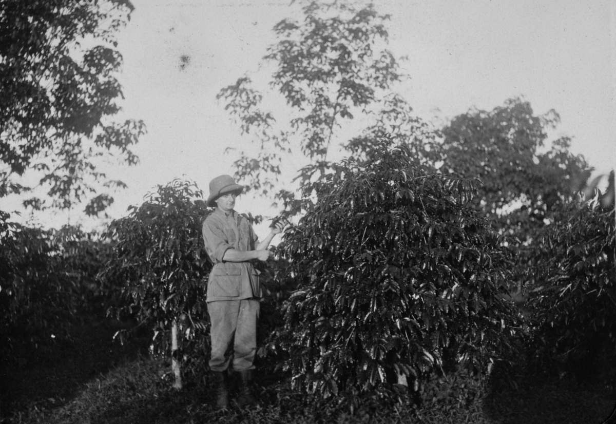 Wilhelm A. Thams ved en kaffebusk på en av selskapet URCEL's plantasjer i Uganda.