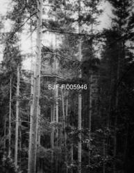 "«Tett furuskog. Gransherad.»"