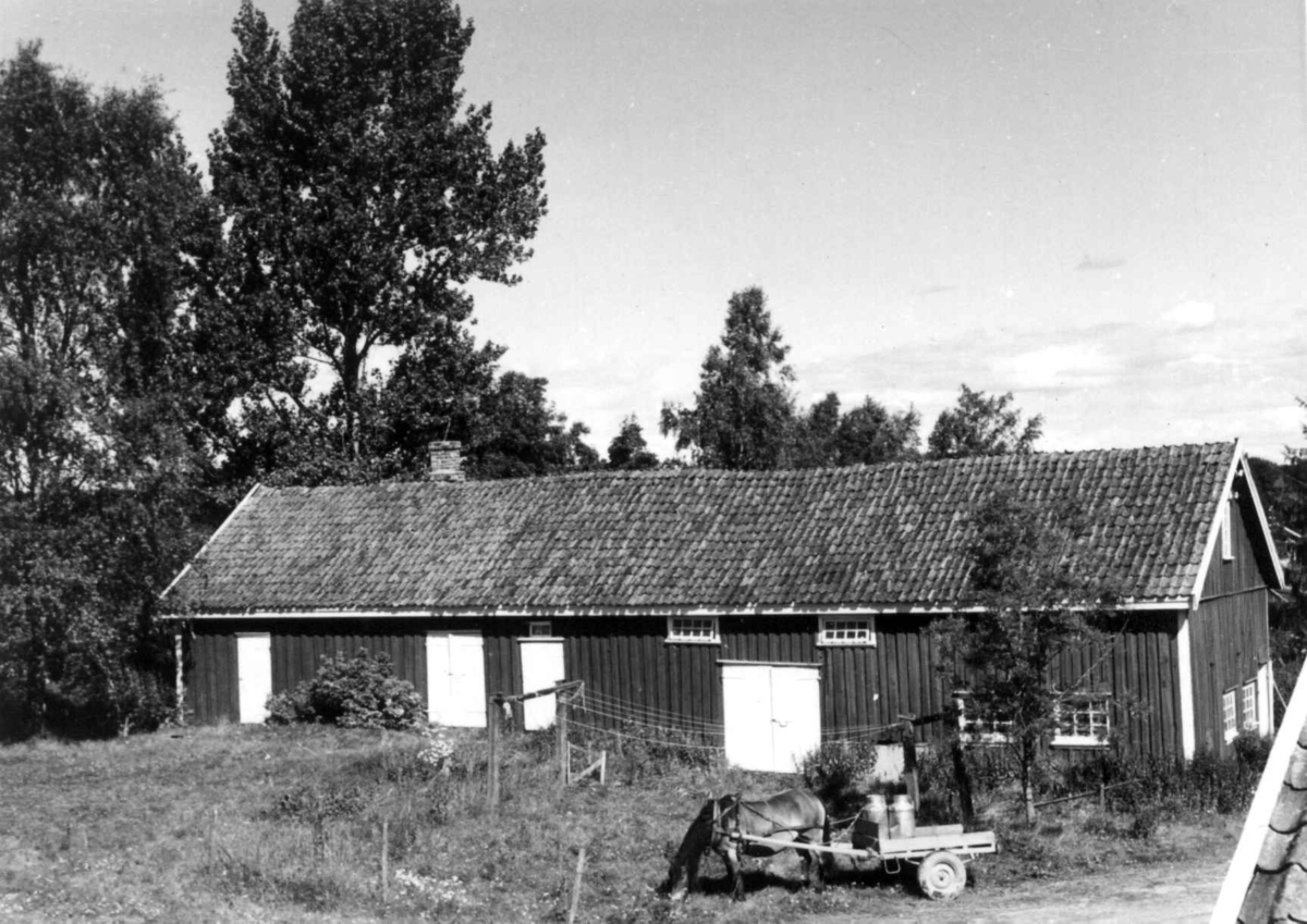 Sundby, Vestby, Akershus. Vognskjulet. Gressende hest foran kjerre med melkespann.
Storgårdsundersøkelser ved dr. Eivind S. Engelstad 1953.
