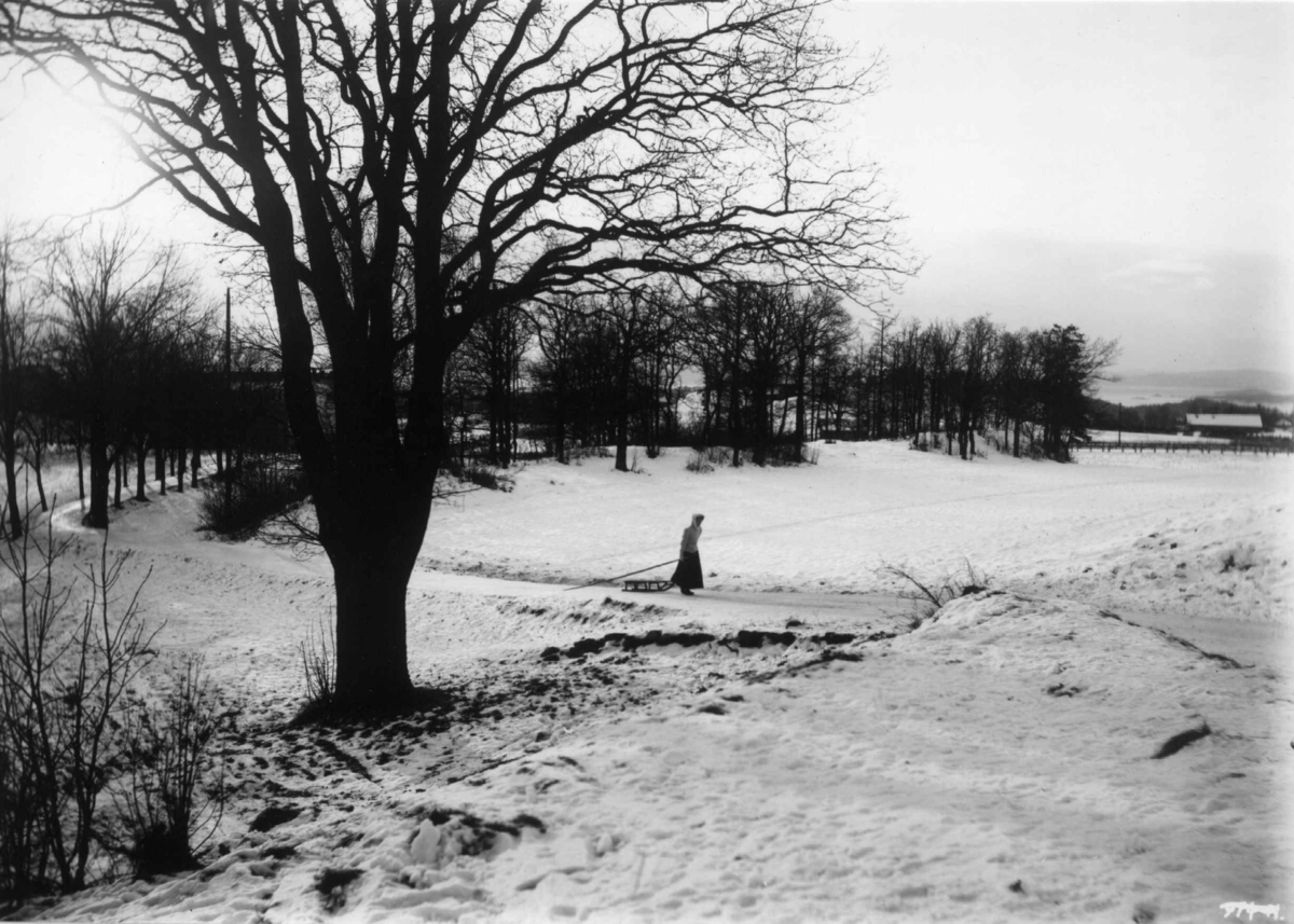 Ris, Oslo. 1908. Vintermotiv. Landskap. Jorder. Trær. Kvinne med kjelke.