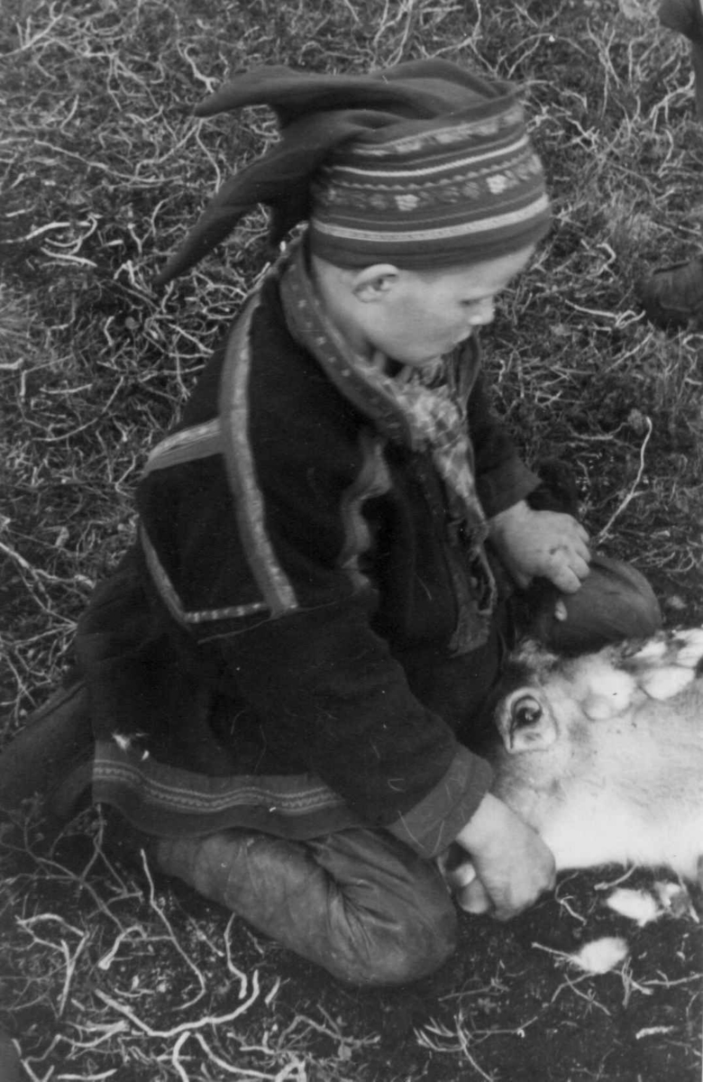 Et reinsdyr merkes i øret på samleplassen. Øksfjoreidet 1953.