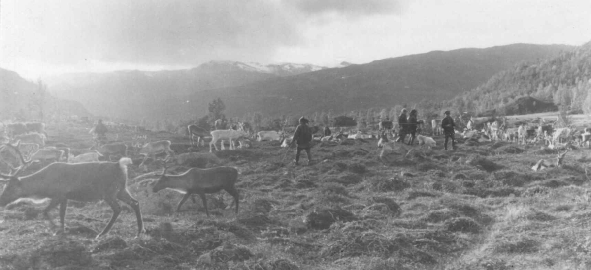 Reinsdyr og folk på reinsamlingsplass. Øksfjordeidet 1953.