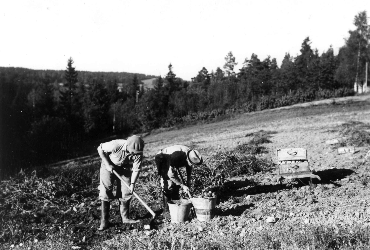 Skogheim gård, Frogn, Akershus, september 1939. Potetopptaking hos Kjell Isaachsen som står til venstre, Hall I. Willoch til høyre.