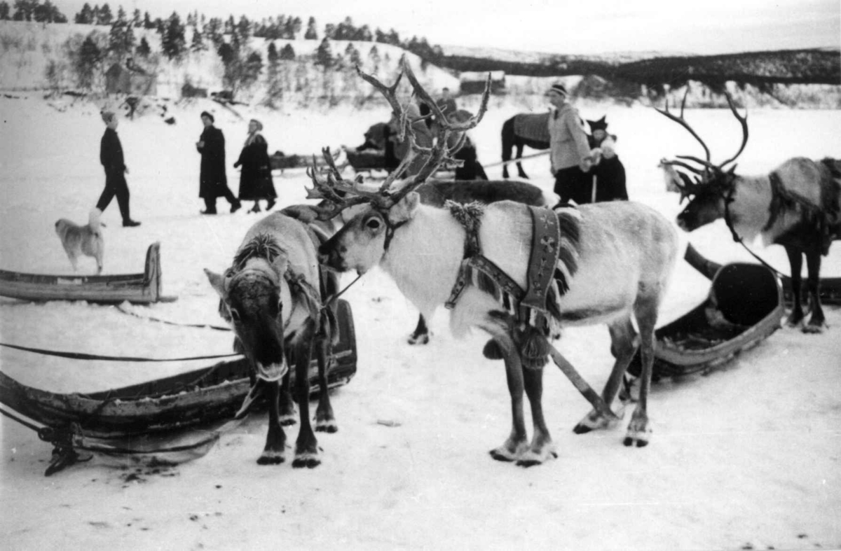 Påselede reinsdyr med pulker, folk i bakgrunnen. Fra reinsdyrracet i Karasjok april 1958.