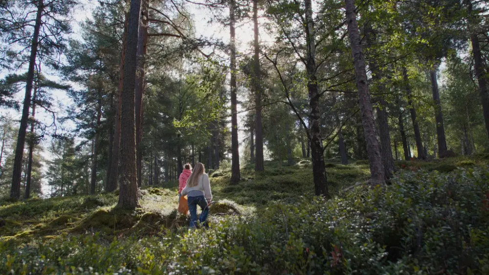 To turgåere i skogen med blåbærlyng i forgrunnen